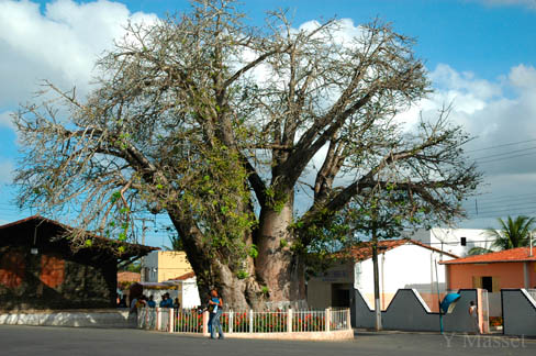 Baoba Nisia Floresta 