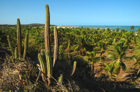 Cactus no alto da praia<br>de Santa Cruz